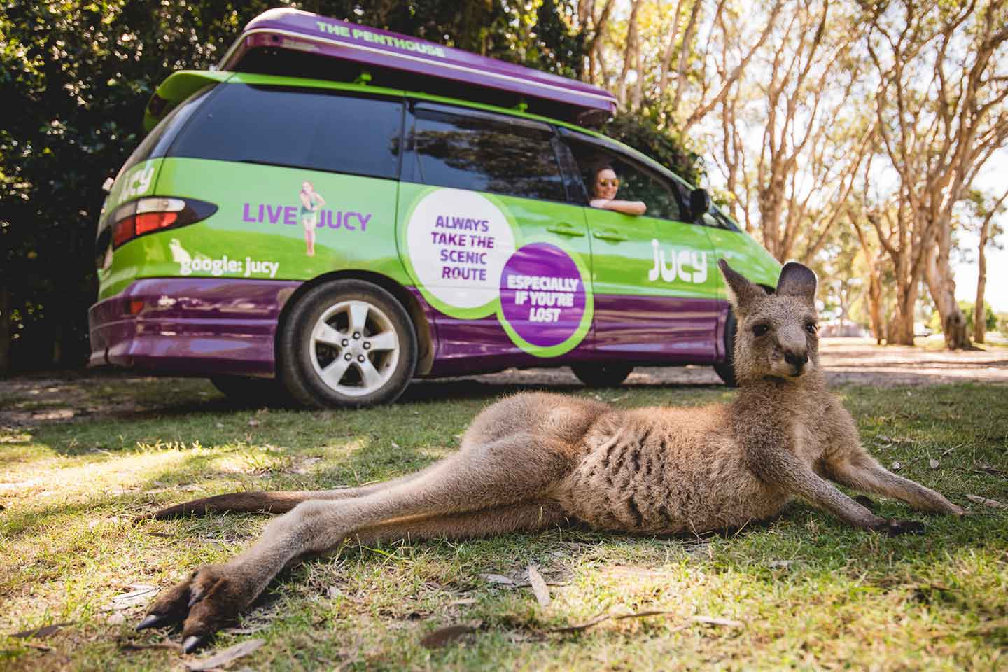 champ stops to say hi to kangaroo