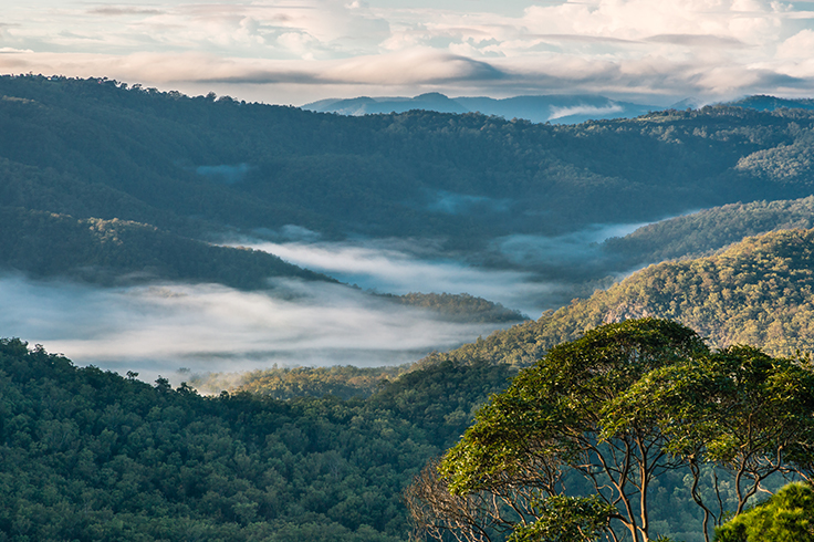 tamborine national park mountain valley view