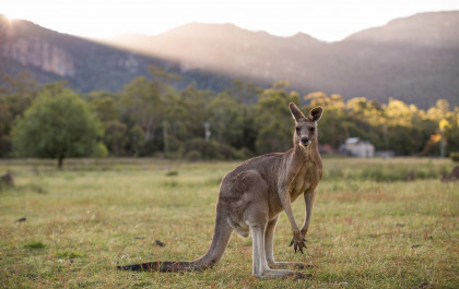 Victorias best wildlife hotspots COVER