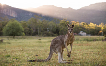 Victoria’s best wildlife hotspots