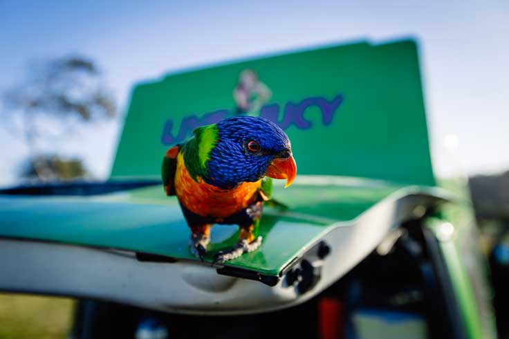 Parrot looking at camera while sitting on the open boot door of a JUCY Condo Campervan