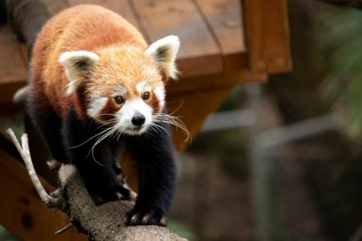 red panda in currumbin animal sanctuary gold coast