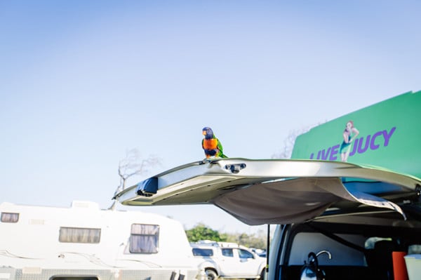 bird-campervan-rental-campsite