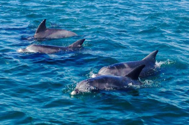 dolphins in jervis bay
