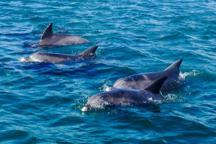 Dolphins swimming in the ocean