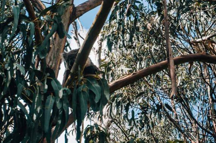 Koala bear in a tree