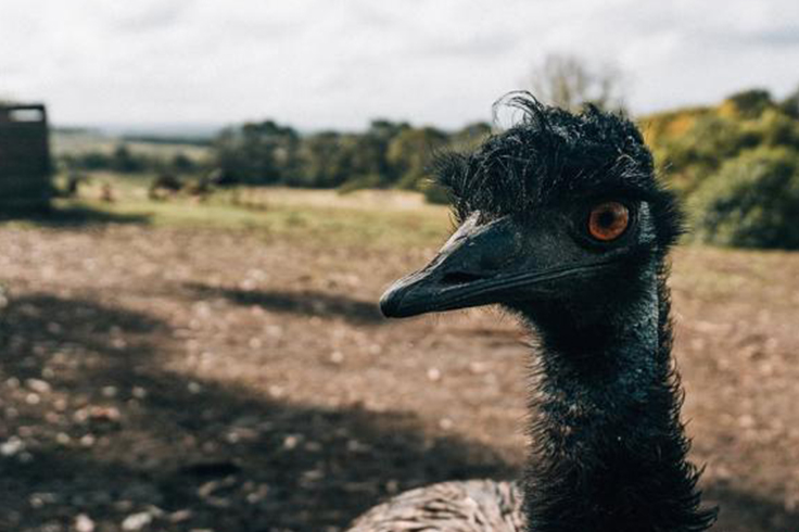 Emu at Great Ocean Road Wildlife Park