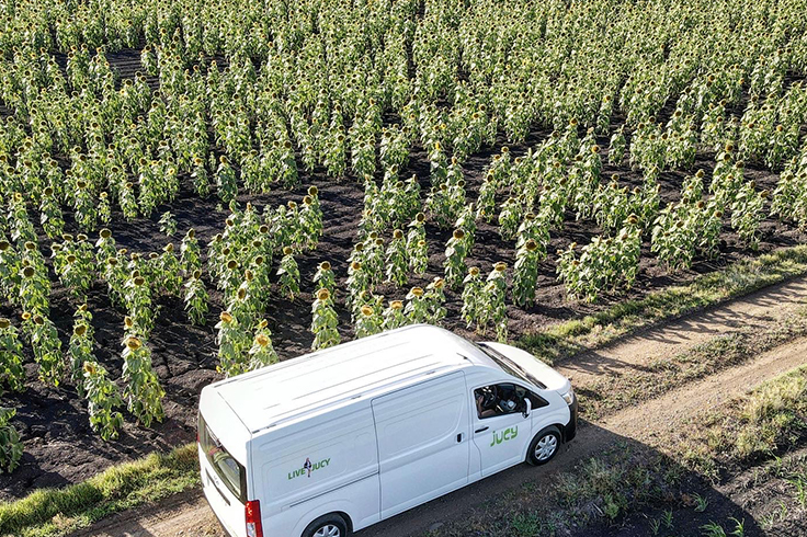 campervan in sunflower field