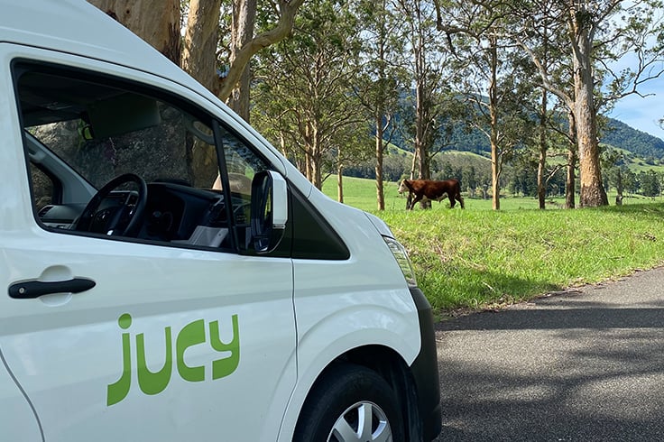 Cow in front of JUCY campervan
