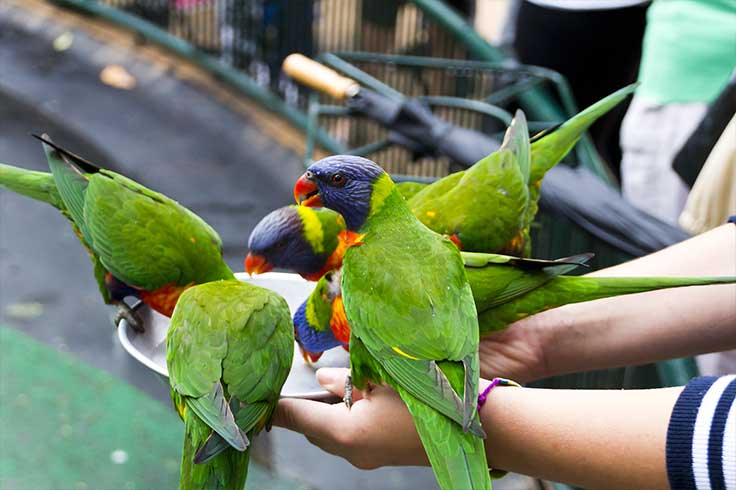 Parrot feeding at Currumbin Wildlife Sanctuary