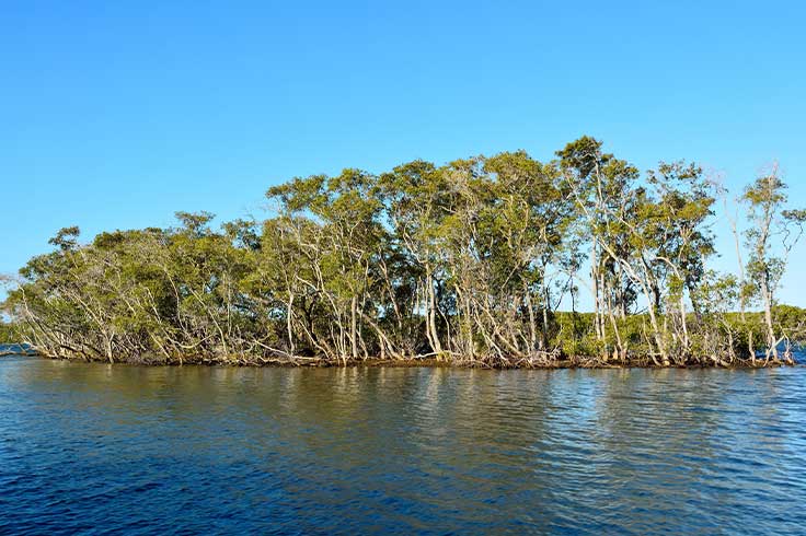 Scenic shot of mangroves in MINJERRIBAH