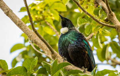 6 of the best places to see wildlife in New Zealand COVER