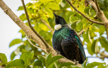 6 of the best places to see wildlife in New Zealand
