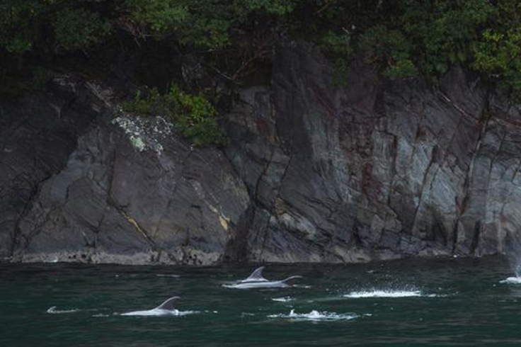 dolphins swimming close to a cliff