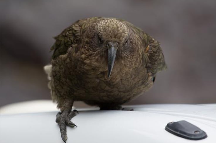Kea bird on a car roof in Kaikoura