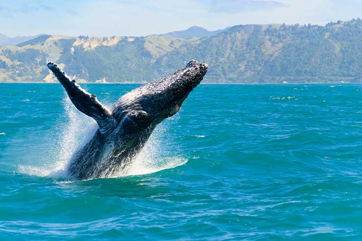 Whale breaching the water in Kaikoura