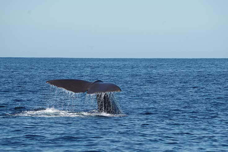 Whales tail breaching water