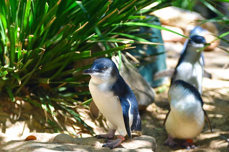 Penguins