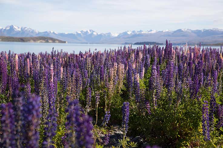 Field of purple flowers