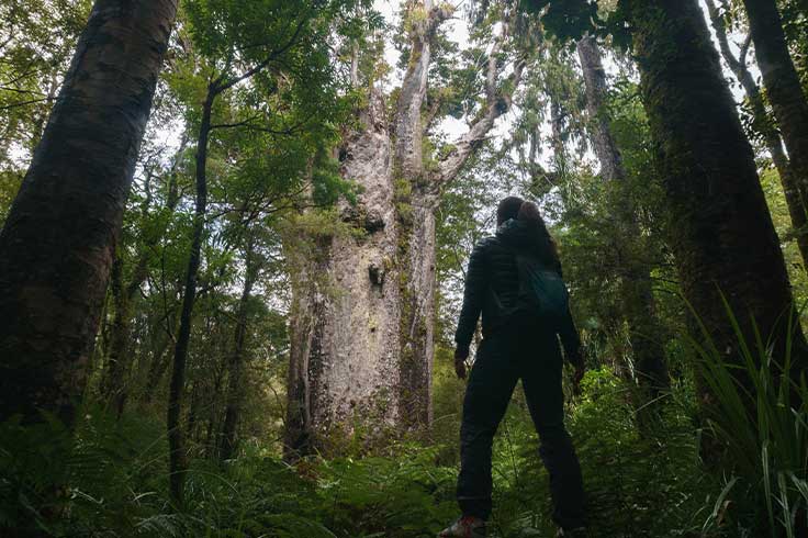 A girl admiring Te Matua Ngahere with a girth just over 16 metres, a giant kauri (Agathis australis) coniferous tree in the Waipoua Forest