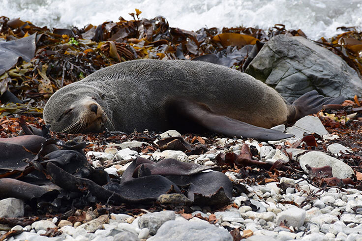 Kaikpura seal basking on rocks