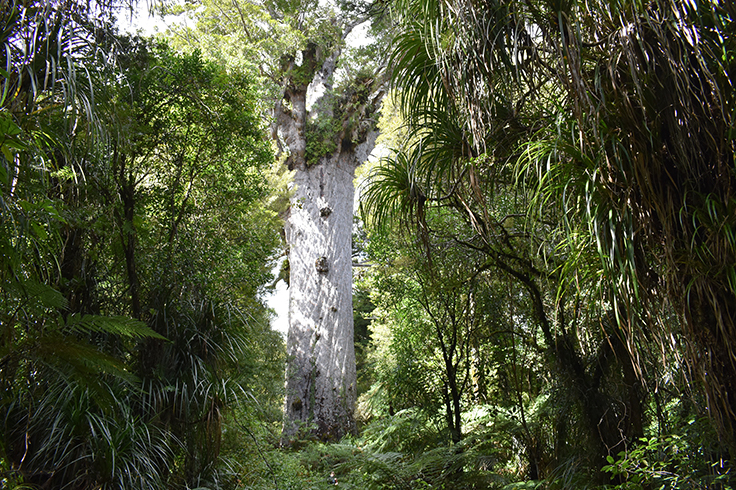 Waipoua Forest