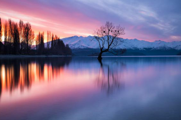 That Wanaka tree