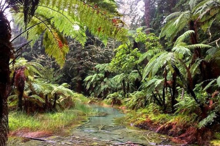 Bush track Rotorua