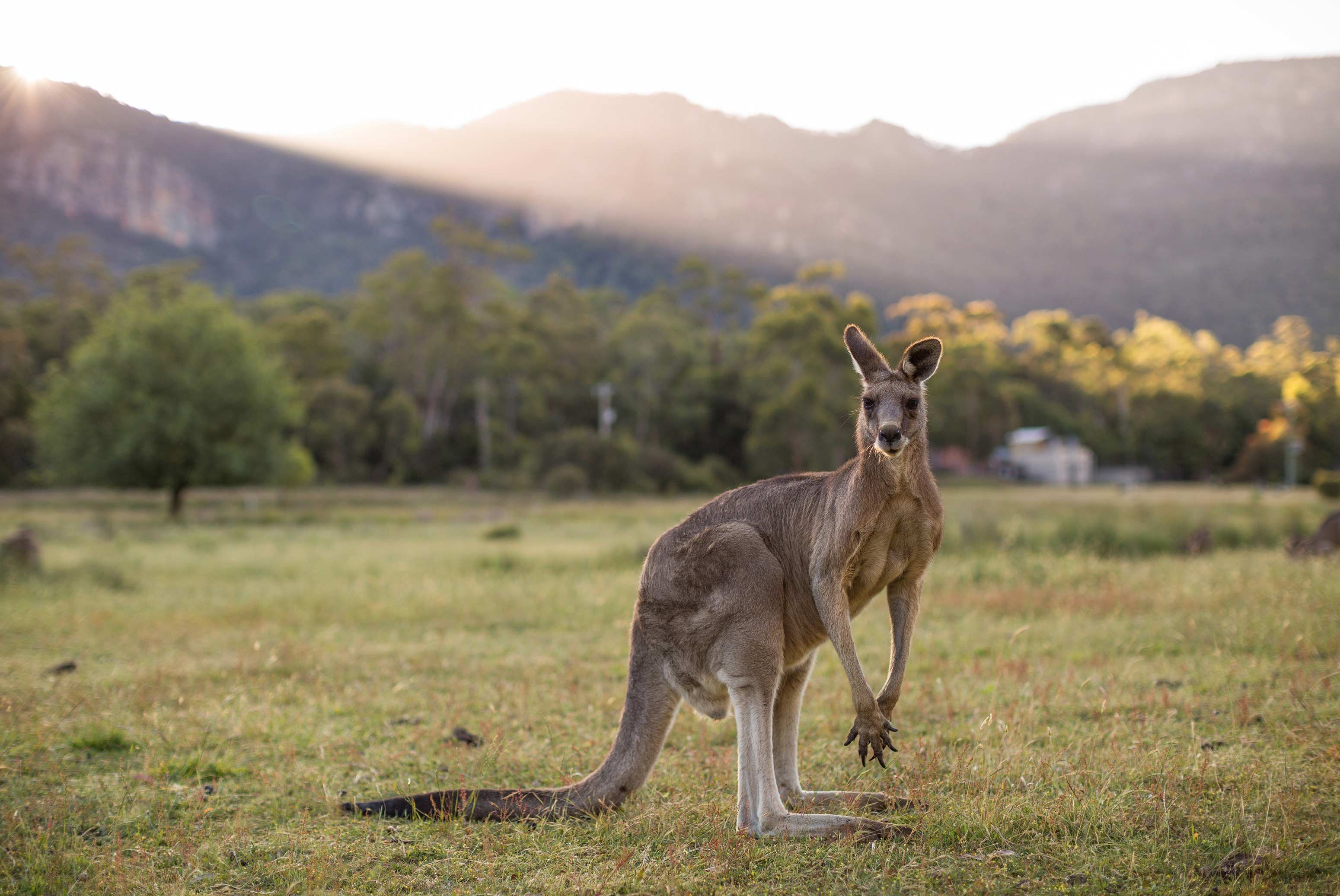 Victorias best wildlife hotspots COVER