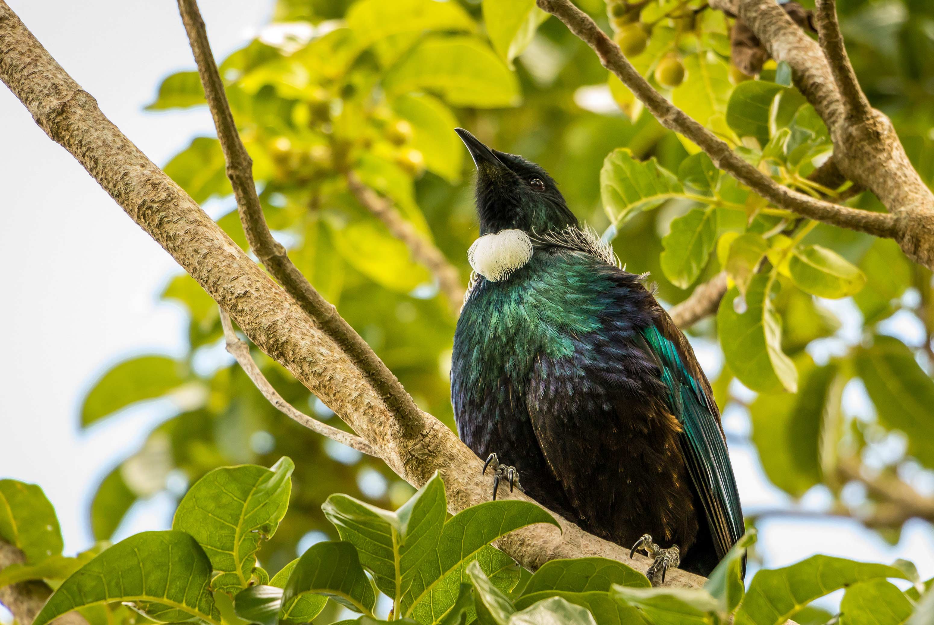 6 of the best places to see wildlife in New Zealand COVER